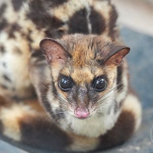 Linsang (Prionodon sp.)