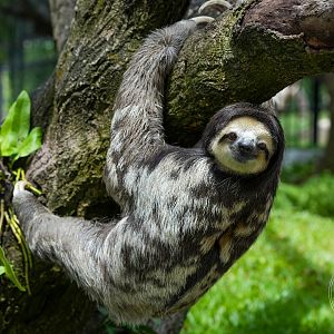 Pale-throated sloth (Bradypus tridactylus)