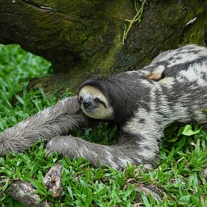 Pale-throated sloth (Bradypus tridactylus)