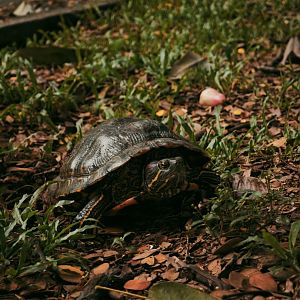 Red-eared Slider