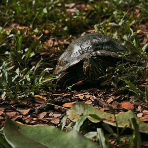 Red-eared Slider