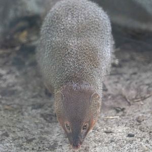 Javan mongoose (Urva javanica)