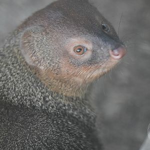 Javan mongoose (Urva javanica)