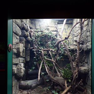 Mangshan pit viper terrarium 11.2.25