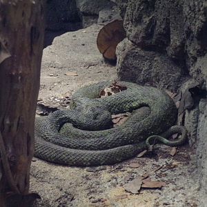 Mangshan pit viper 11.2.25