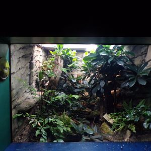 Ethiopian mountain adder terrarium 11.2.25