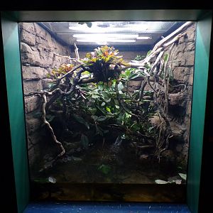 Emerald tree boa terrarium 11.2.25