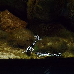 Luristan newt 11.2.25