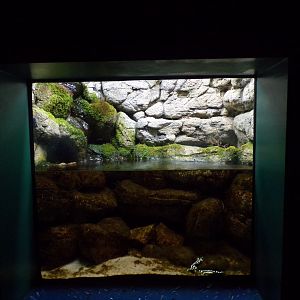 Luristan newt tank 11.2.25