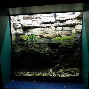 Mallorcan midwife toad tank 11.2.25