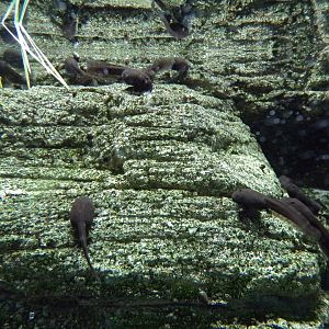 Mallorcan midwife toad tadpoles 11.2.25