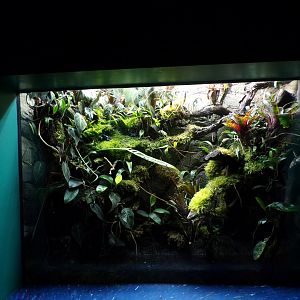 Dyeing poison dart frog terrarium 11.2.25