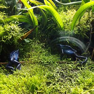 Blue poison dart frog 11.2.25