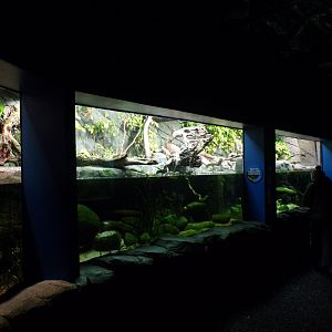 Japanese giant salamander tank 11.2.25