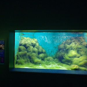 Titicaca water frog tank 11.2.25