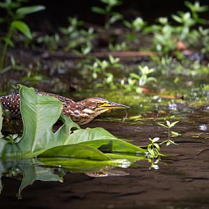 Von Schrenck's Bittern ~ Sungei Buloh Wetlands Reserve