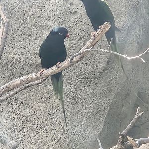 Mount Goliath lorikeets