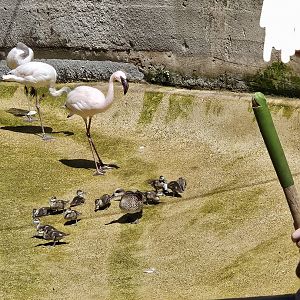 Lesser flamingos and marbled ducks