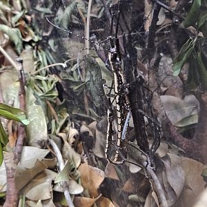 Southern two-striped walkingstick