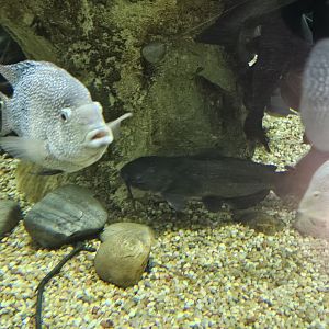 Blue catfish and Texas cichlids