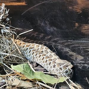 Western hognose snake