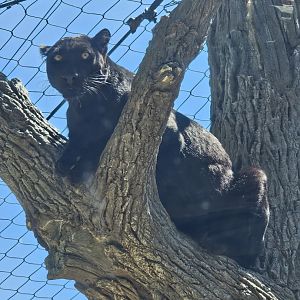 African leopard on the lookout