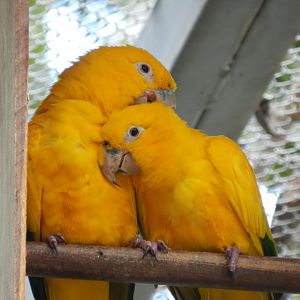 Golden conure pair (Walkthrough aviary) - Belo Horizonte zoo