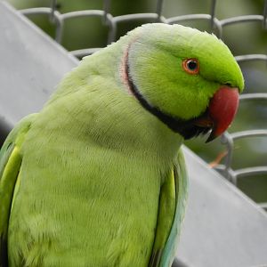 Rose-ringed parakeet (Walkthrough aviary) - Belo Horizonte zoo