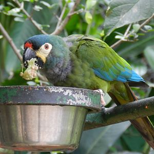 Blue-winged macaw (Walkthrough aviary) - Belo Horizonte zoo