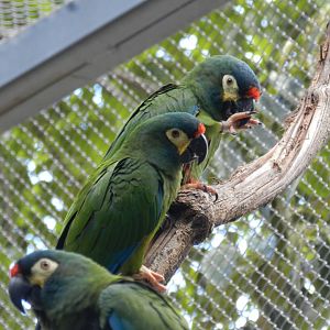 Blue-winged macaw (Walkthrough aviary) - Belo Horizonte zoo