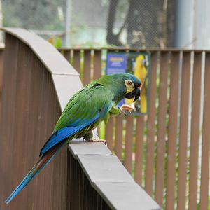 Blue-winged macaw (Walkthrough aviary) - Belo Horizonte zoo