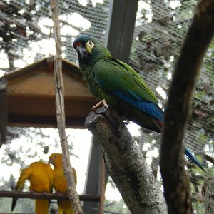 Blue-winged macaw (Walkthrough aviary) - Belo Horizonte zoo
