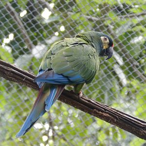 Blue-winged macaw (Walkthrough aviary) - Belo Horizonte zoo