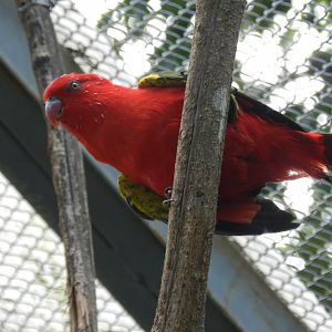 Chattering lory (Walkthrough aviary) - Belo Horizonte zoo
