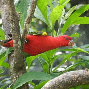 Chattering lory (Walkthrough aviary) - Belo Horizonte zoo