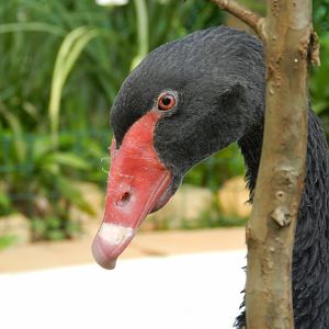 Black swan (Walkthrough aviary) - Belo Horizonte zoo