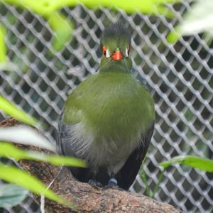 White-cheeked turaco (Walkthrough aviary) - Belo Horizonte zoo