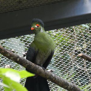 White-cheeked turaco (Walkthrough aviary) - Belo Horizonte zoo