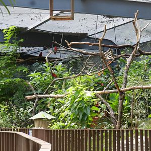 Overview of the walkthrough aviary - Belo Horizonte zoo