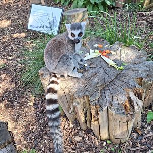Ring-tailed Lemur