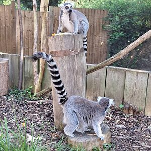 Ring-tailed Lemurs