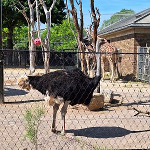 Ostrich