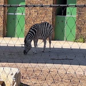 Zebra