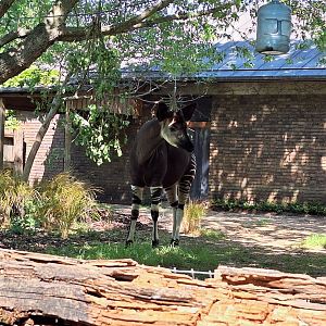 Okapi