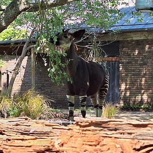 Okapi