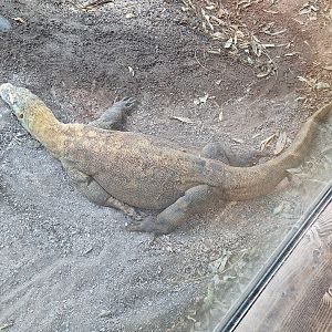 Komodo Dragon