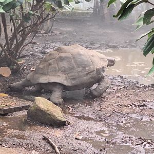 Galapagos Tortoise