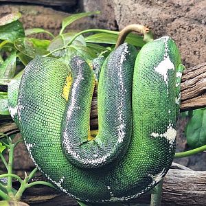 Emerald Tree Boa