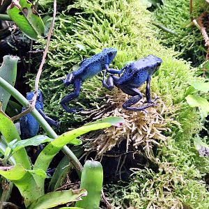 Blue Poison Dart Frogs