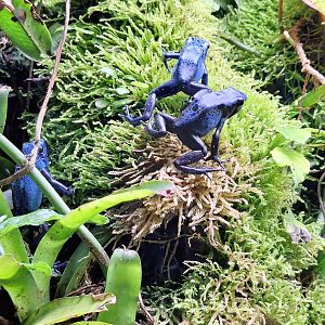 Blue Poison Dart Frogs